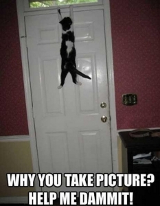 Cat fail: Комични снимки на котки, заклещени на абсурдни места - 19
