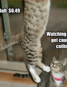 Cat fail: Комични снимки на котки, заклещени на абсурдни места - 21