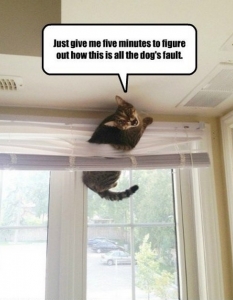 Cat fail: Комични снимки на котки, заклещени на абсурдни места - 23