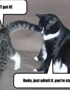 Cat fail: Комични снимки на котки, заклещени на абсурдни места - 24