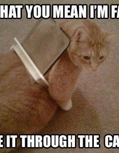 Cat fail: Комични снимки на котки, заклещени на абсурдни места - 2