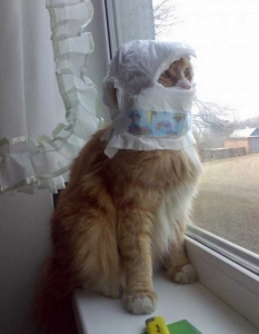 Cat fail: Комични снимки на котки, заклещени на абсурдни места - 4