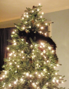 Най-сладурските коледни котки, които мъркат под елхата - 11