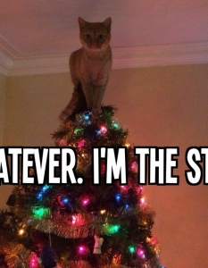 Най-сладурските коледни котки, които мъркат под елхата - 8