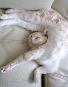 Как спят котките, или защо това са най-смешните животни на планетата - 9