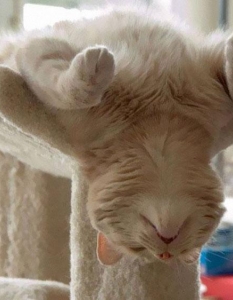 Как спят котките, или защо това са най-смешните животни на планетата - 10