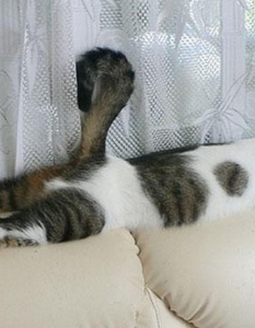 Как спят котките, или защо това са най-смешните животни на планетата - 16