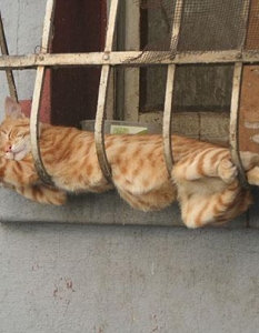 Как спят котките, или защо това са най-смешните животни на планетата - 1