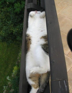Как спят котките, или защо това са най-смешните животни на планетата - 19