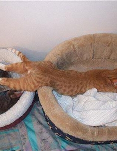 Как спят котките, или защо това са най-смешните животни на планетата - 22