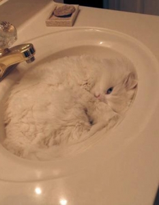 Как спят котките, или защо това са най-смешните животни на планетата - 23