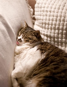 Как спят котките, или защо това са най-смешните животни на планетата - 26