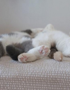 Как спят котките, или защо това са най-смешните животни на планетата - 28