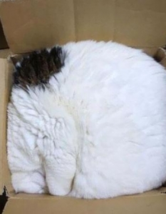 Как спят котките, или защо това са най-смешните животни на планетата - 4