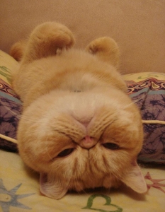 Как спят котките, или защо това са най-смешните животни на планетата - 6