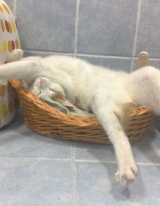 Как спят котките, или защо това са най-смешните животни на планетата - 7