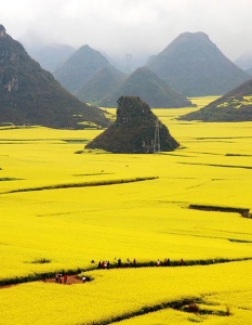 Цветните полета от Канола, Китай
