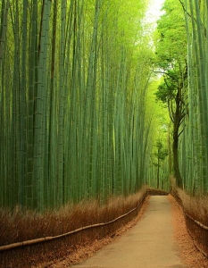 Бамбукова гора в Япония