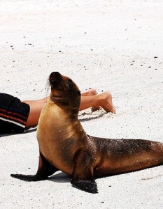 24 ужасно забавни животни, които ни показват как се прави йога - 9