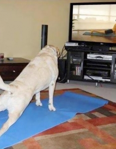 24 ужасно забавни животни, които ни показват как се прави йога - 12