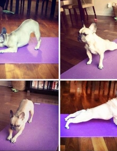 24 ужасно забавни животни, които ни показват как се прави йога - 4
