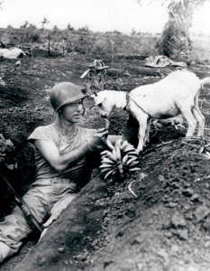 Войник споделя храната си с коза. Битката за Сайпан, 1944 година. 