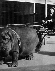 Цирков хипопотам тегли количка, 1924 година.