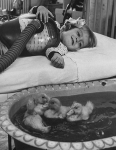 Използване на животни като част от медицинска терапия, 1956 година. 