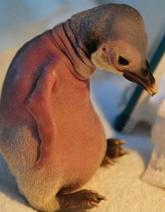 ПИНГВИНТози сладур от китайски аквариум е бил отхвърлен от майката заради липса на пера. За щастие зоолози са успели да му помогнат да предолее състоянието си и да бъде върнат към своето семейство.