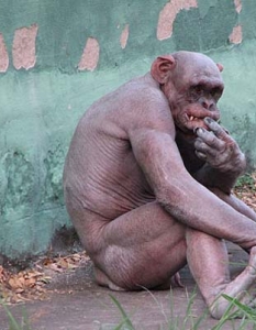 ШИМПАНЗЕТози вид примат може да страда от алопеция или плешивост - болест, която я има и при хората.