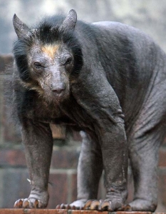ОЧИЛАТА МЕЧКАДолорес и останалите очилати мечки в германски зоопарк са загубили голяма част от своята козина заради генетично заболяване.