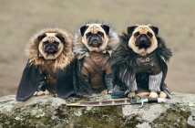 Супер сладки мопсове, облечени като персонажите от Game of Thrones
