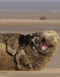 Топ 30 снимки на най-щастливите и усмихнати животни - 13