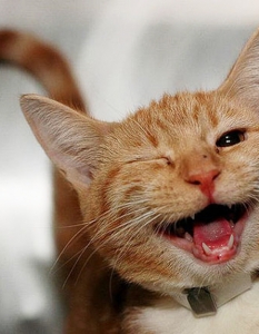 Топ 30 снимки на най-щастливите и усмихнати животни - 15