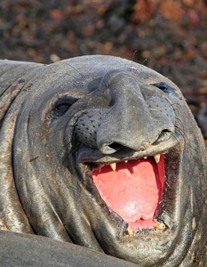 Топ 30 снимки на най-щастливите и усмихнати животни - 25