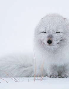 Топ 30 снимки на най-щастливите и усмихнати животни - 2