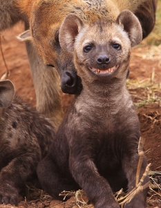 Топ 30 снимки на най-щастливите и усмихнати животни - 5