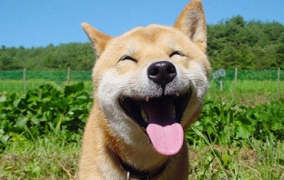 Топ 30 снимки на най-щастливите и усмихнати животни