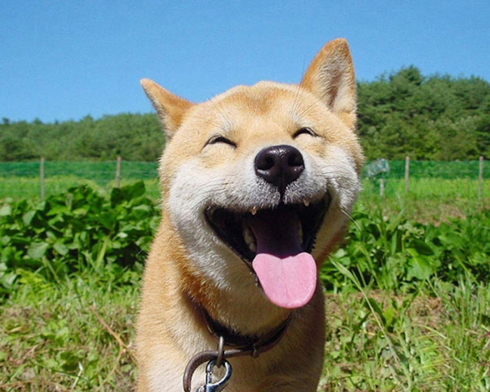 Топ 30 снимки на най-щастливите и усмихнати животни