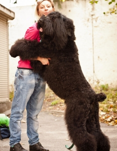 Муцунеста любов: най-сладурските прегръдки между кучета и техните стопани - 1