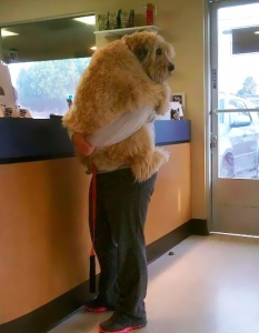 Муцунеста любов: най-сладурските прегръдки между кучета и техните стопани - 23