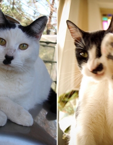 20 котки, които имат изключителна прилика с Адолф Хитлер - 14