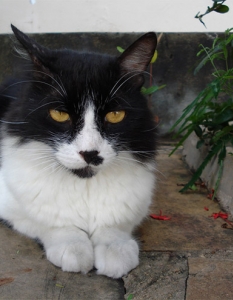 20 котки, които имат изключителна прилика с Адолф Хитлер - 17