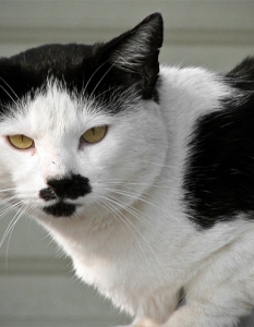 20 котки, които имат изключителна прилика с Адолф Хитлер - 2