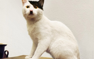 20 котки, които имат изключителна прилика с Адолф Хитлер