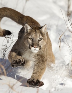 Being A Puma Is So Very "Meh"
Оригинално заглавие и снимка: Serhat Demiroglu