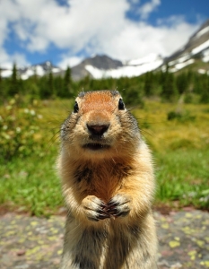 Pardon me, but do you have an spare acorns?
Оригинално заглавие и снимка: Shane Kalyn