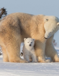 My Momma Could Eat Up Your Momma...
Оригинално заглавие и снимка: Jonathan Huyer