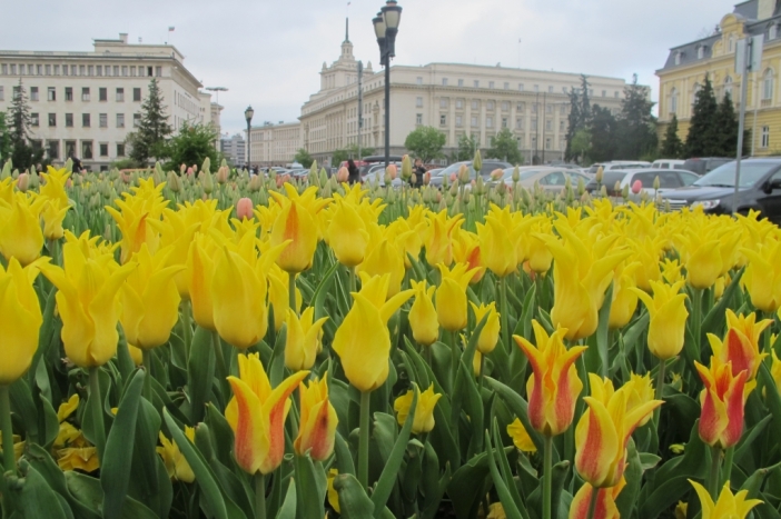 Международният фестивал на лалето мигрира в целия си блясък на площада пред НХГ в София