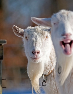 30 от най-смешните фотобомби на животни, които сте виждали - 2
